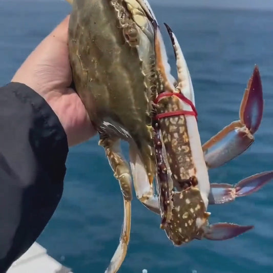 🦀 Premium Swimming Crabs: Bursting with Roe & Live to Your Door